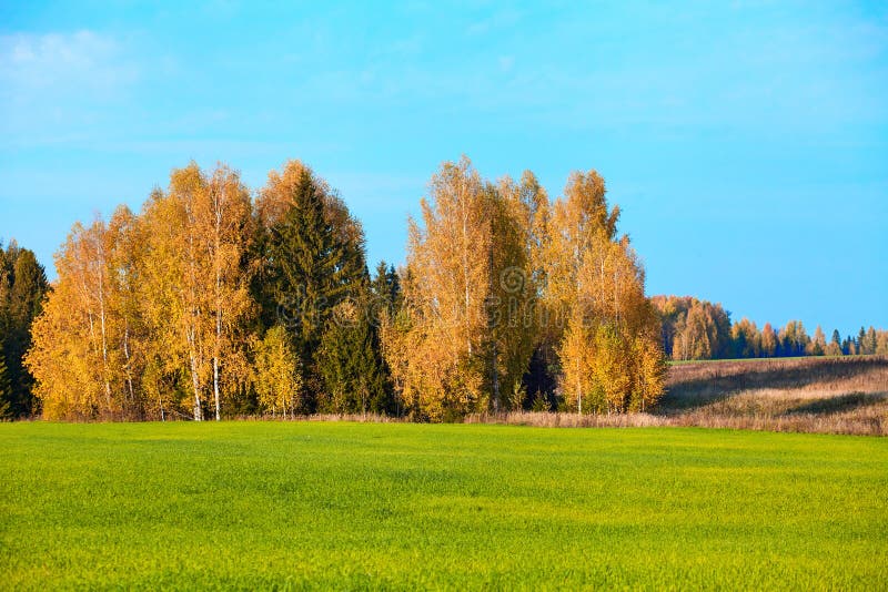 Autumn, Yellow Wood, Meadows Stock Photo Image of park, autumn 77183052