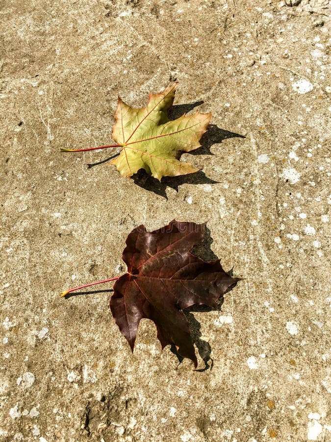 Download Autumn Yin y Yang imagen de archivo. Imagen de octubre - 100529565