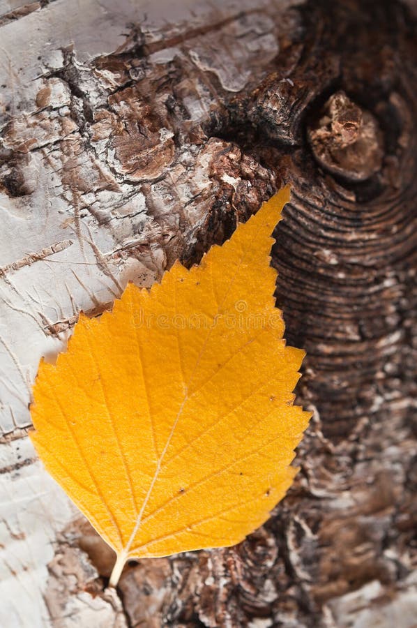 Autumnal birch leaf royalty free stock photography