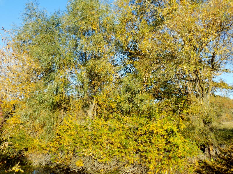 Autumnal forest. μπλε μακρύς ουρανός σκιών φύσης φθινοπώρου όμορφο δάσος ανασκόπησης