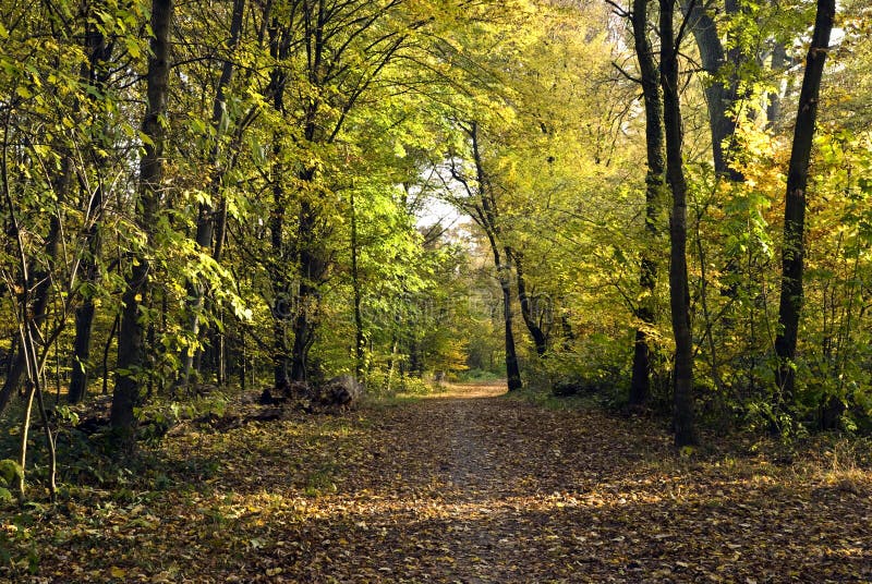 Autumnal forest-alley