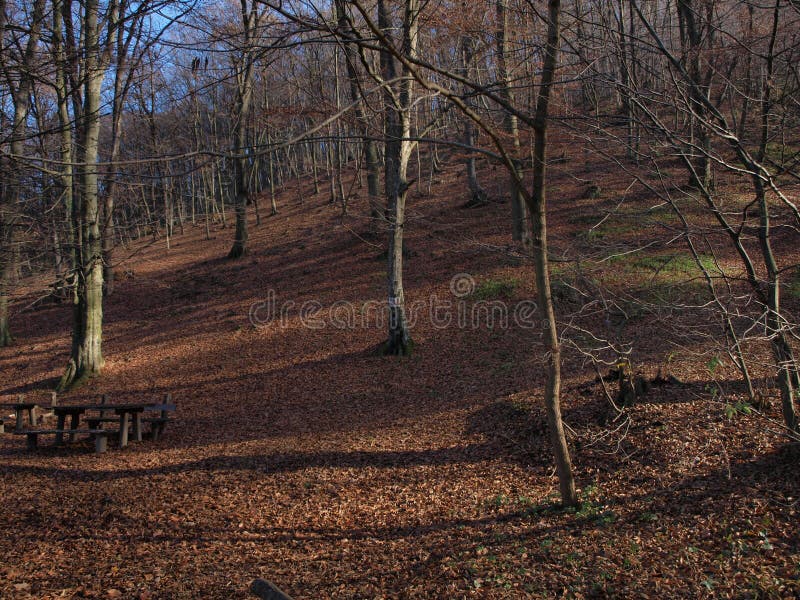 Autumnal forest 2