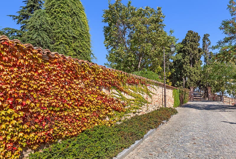 Autumnal ivy on brick wall.