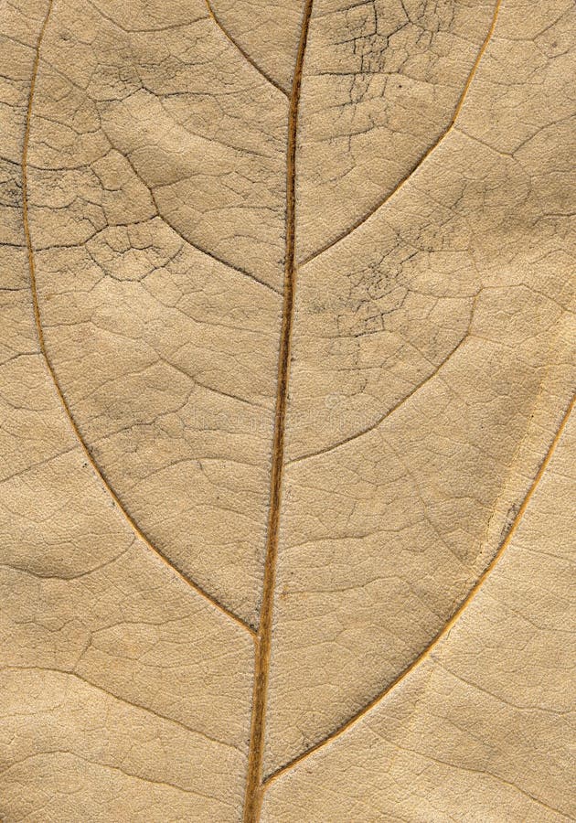 Autumnal leaf macro-surface