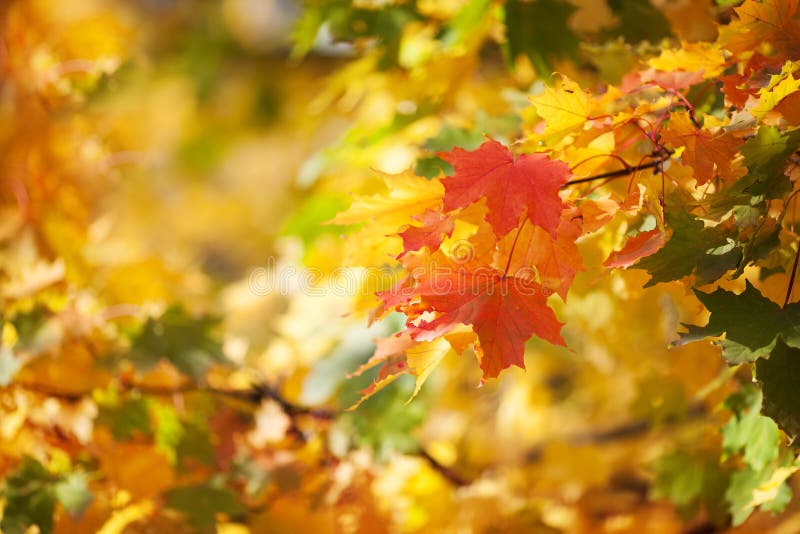 Autumnal leaves, red and yellow maple foliage against forest royalty free stock photography Autumnal leaves, red and yellow maple foliage against forest royalty free stock photography