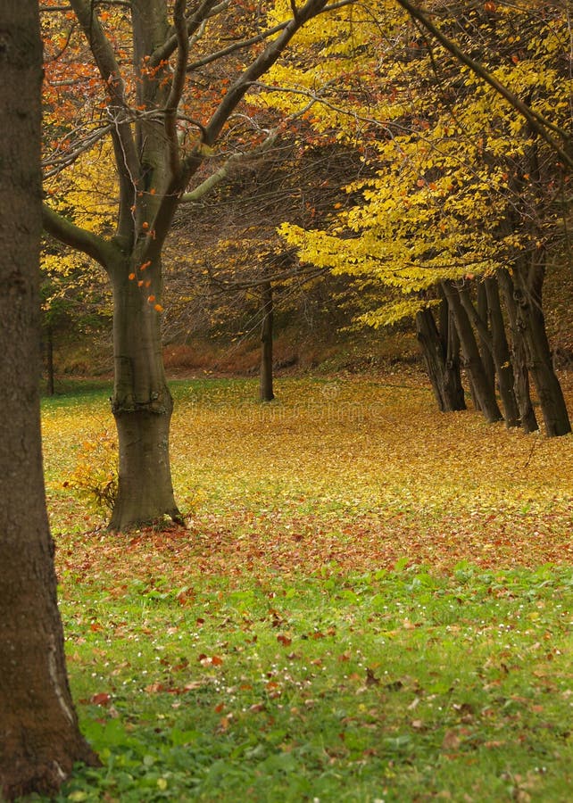 Jesenné stromy v parku