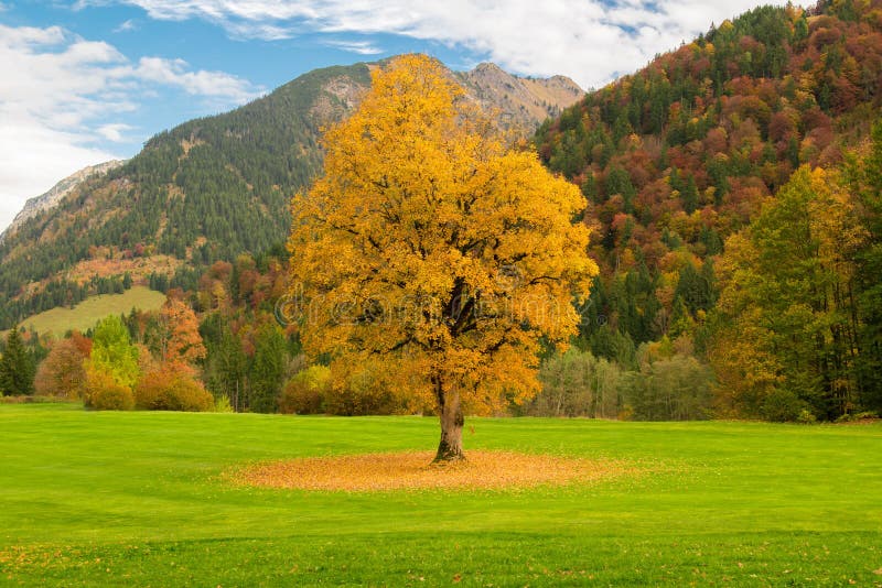 Autunm-Baum in einem Golfpark lizenzfreies stockfoto Autunm-Baum in einem Golfpark lizenzfreies stockfoto