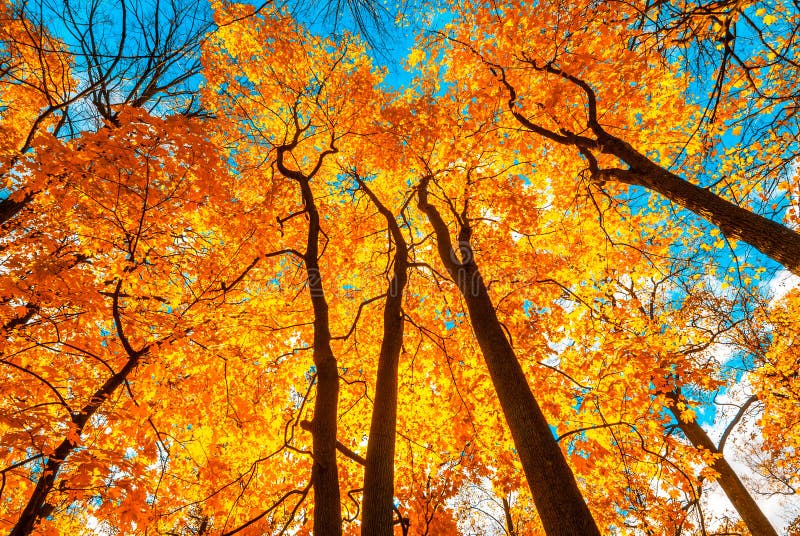 Autunm Trees in the Park, Perfect Fall Scenery Stock Image - Image of ...