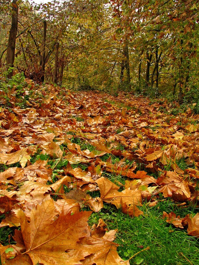 Autunno fotografia stock libera da diritti Autunno fotografia stock libera da diritti