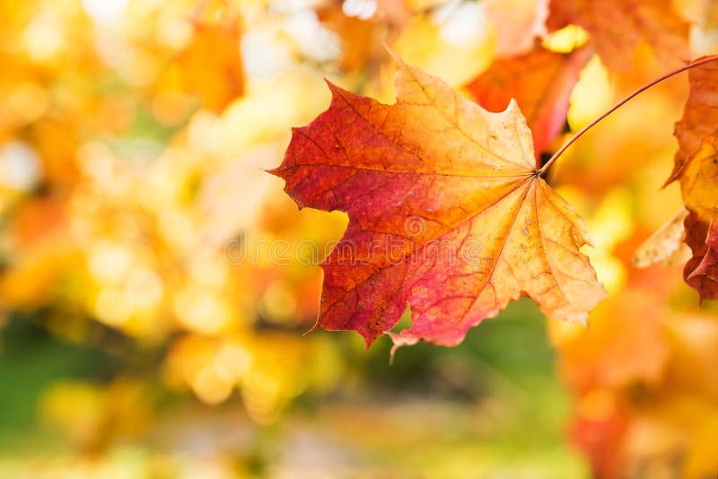 Autunno dorato, foglie rosse Caduta, natura stagionale, bello fogliame immagini stock libere da diritti Autunno dorato, foglie rosse Caduta, natura stagionale, bello fogliame immagini stock libere da diritti