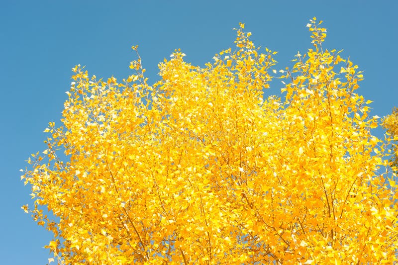 Autunno dorato Sui precedenti di cielo blu immagine stock Autunno dorato Sui precedenti di cielo blu immagine stock