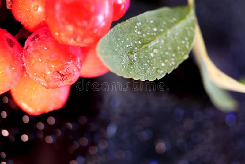 Autunno luminoso bacca dellalberone di sorbo su uno sfondo nero gocce di pioggia. macroastrazione. gocce dacqua.