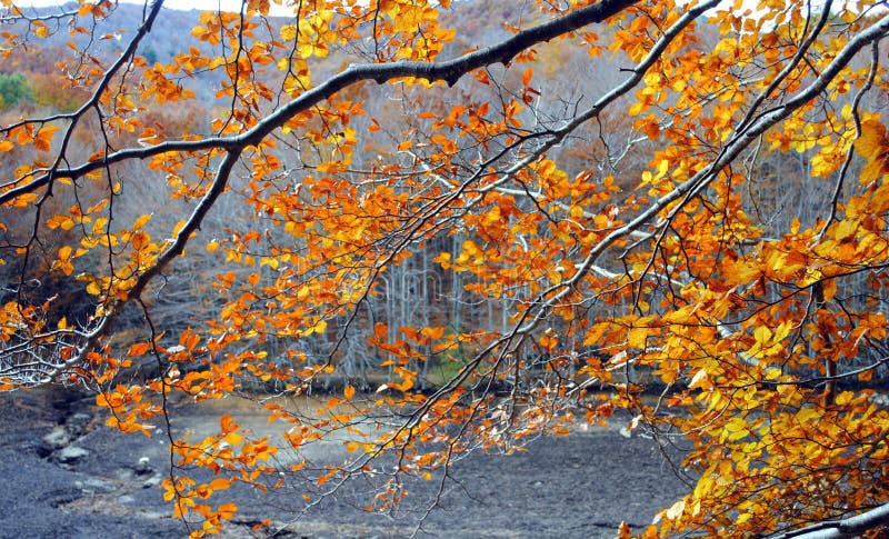 Autunno a Montseny fotografia stock Autunno a Montseny fotografia stock