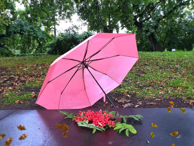 Autunno a Park Rainy Day ombrello rosa con frutti di bosco sul pavimento in verde pioggia stagione autunno foglie autunno