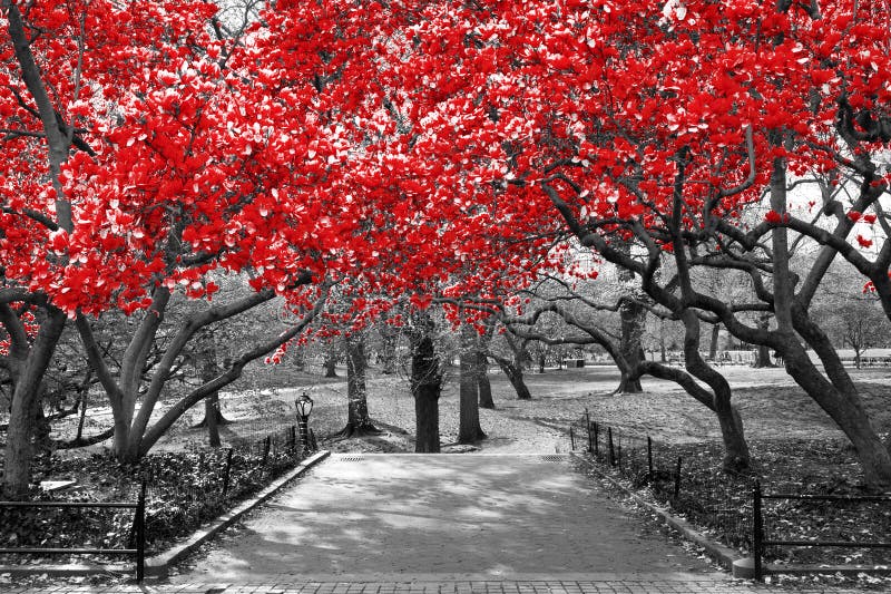 Auvent des arbres rouges dans la scène noire et blanche surréaliste i de paysage