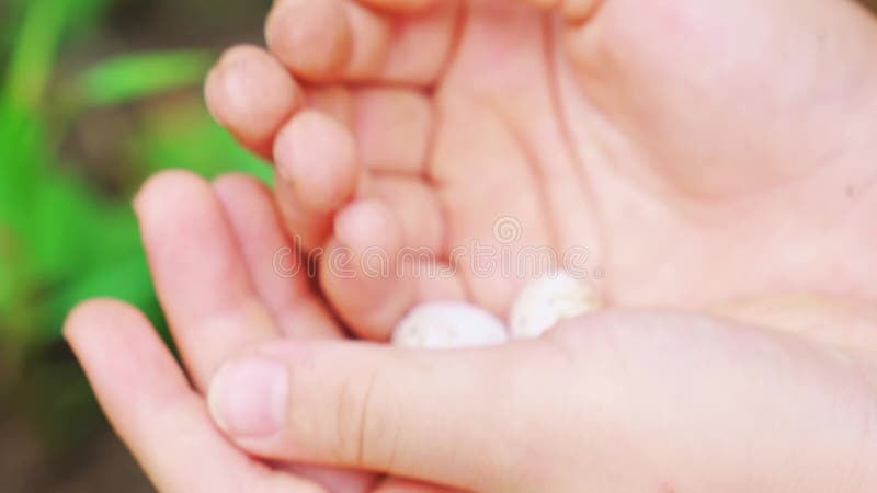 Aux mains d'oeufs de lézard dans le jardin