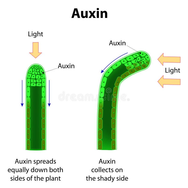 Auxins royalty free illustration