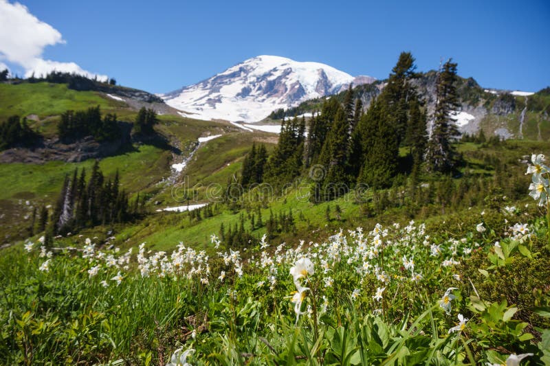 Avalanche Lily and Mt Rainier royalty free stock images Avalanche Lily and Mt Rainier royalty free stock images