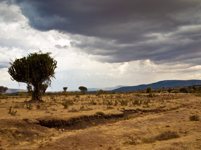 Avant africain de la savane de pluie photo libre de droits