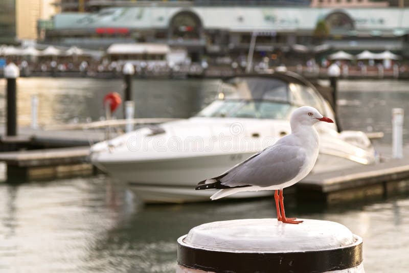 Ave marina de plata de la gaviota que se coloca en polo durante puesta del sol con empañado fotografía de archivo libre de regalías Ave marina de plata de la gaviota que se coloca en polo durante puesta del sol con empañado fotografía de archivo libre de regalías