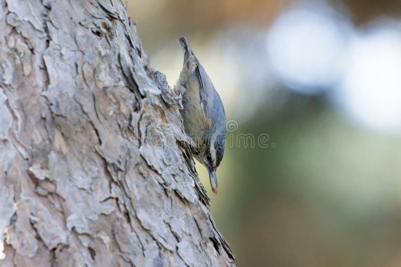 Ave nuthatch de Eurasia fotos de archivo