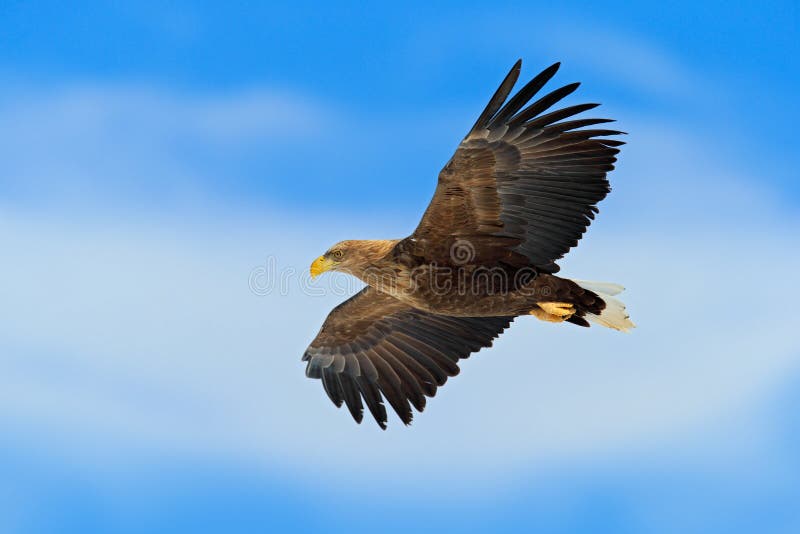 Ave rapaz de vuelo, Eagle Blanco-atado, albicilla del Haliaeetus, con el cielo azul y las nubes blancas en fondo imagen de archivo Ave rapaz de vuelo, Eagle Blanco-atado, albicilla del Haliaeetus, con el cielo azul y las nubes blancas en fondo imagen de archivo