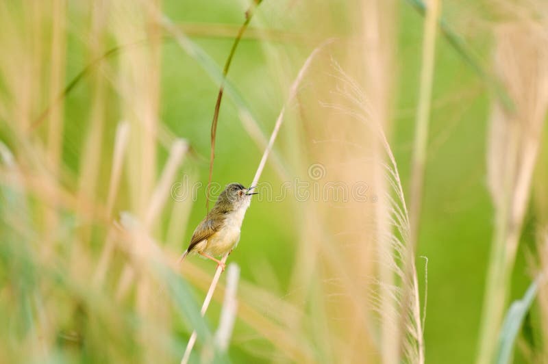 Ave selvagem prinia inornata sobre miscanthus belin natura temática animal imagens de stock royalty free