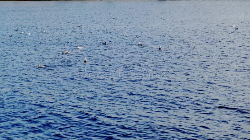 Ave voa sobre a superfície da água. um grande rebanho de gaivotas na água