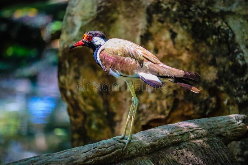 Avefr?a wattled roja imagen de archivo Avefr?a wattled roja imagen de archivo