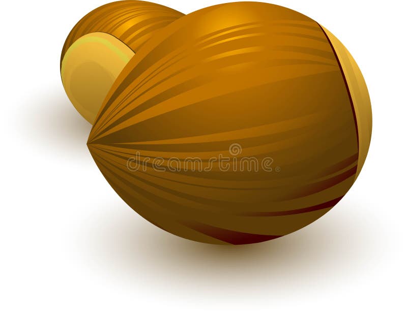Avelã ilustração royalty free Avelã ilustração royalty free