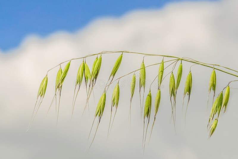 Stalk of wild oat closeup. Avena sativa. Stalk of wild oat closeup. Avena sativa.