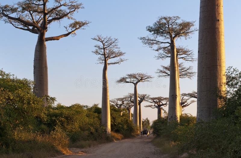 Avenida de los baobabs fotos de archivo libres de regalías Avenida de los baobabs fotos de archivo libres de regalías