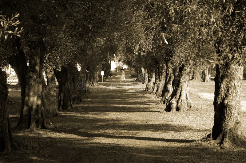 Avenue of Olive trees with Nun crossing in the distance in sepia tone at mission San Jose. Avenue of Olive trees with Nun crossing in the distance in sepia tone at mission San Jose