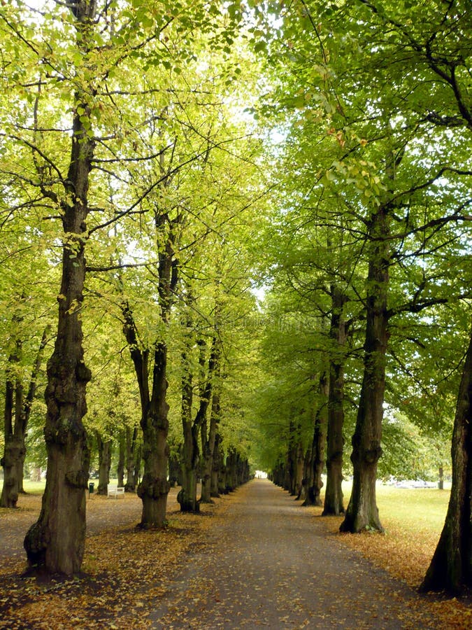 Avenida verde-limão imagem de stock royalty free