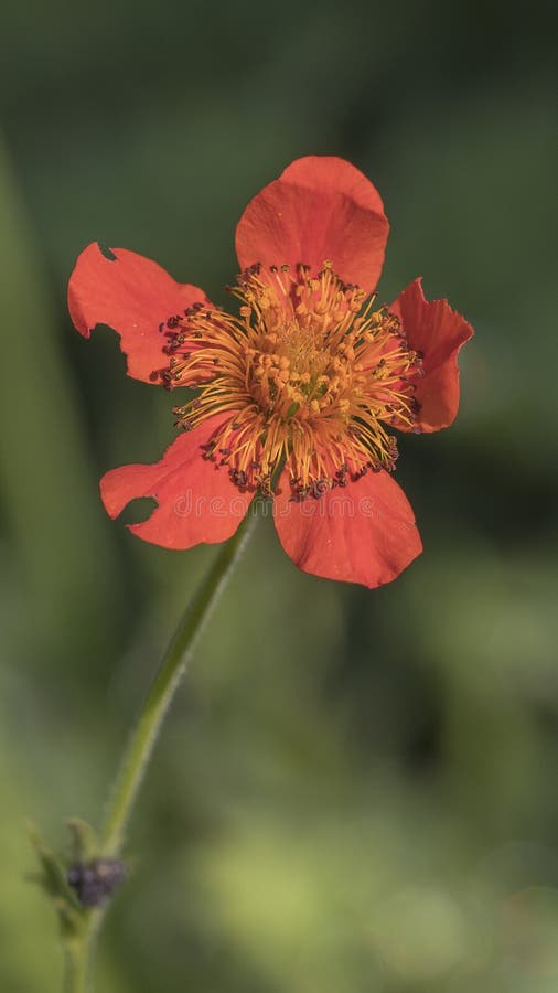 Avens arancio nano fotografia stock libera da diritti Avens arancio nano fotografia stock libera da diritti