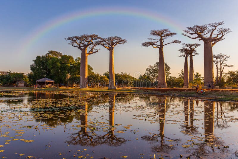The avenue or alley of the baobabs, Madagascar stock photography The avenue or alley of the baobabs, Madagascar stock photography