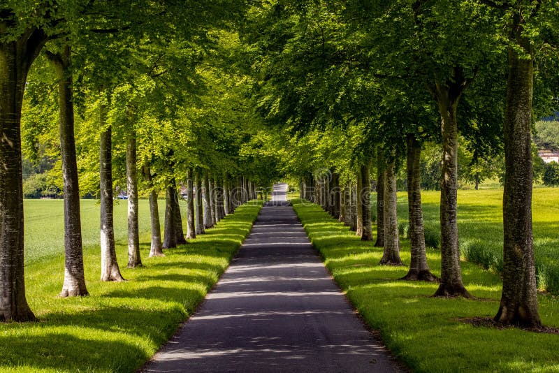 Avenue of Beautiful Trees in the Heart of the Dorset Countryside. Stock