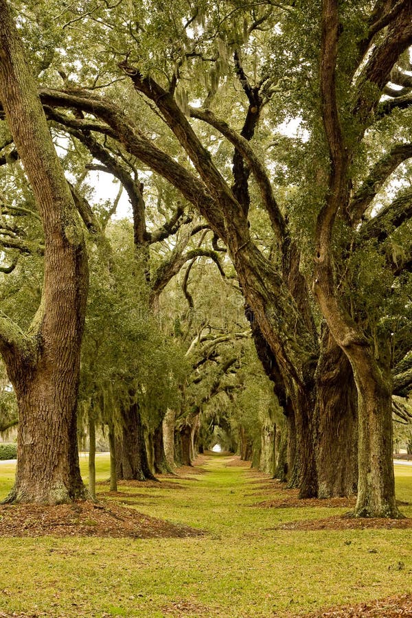 Avenue of Oaks