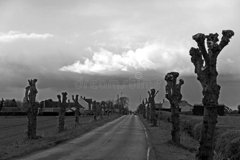 An avenue of pollarded trees guards a road into a UK fenland town, the trimmed shapes making odd natural sculptures in the landscape. An avenue of pollarded trees guards a road into a UK fenland town, the trimmed shapes making odd natural sculptures in the landscape