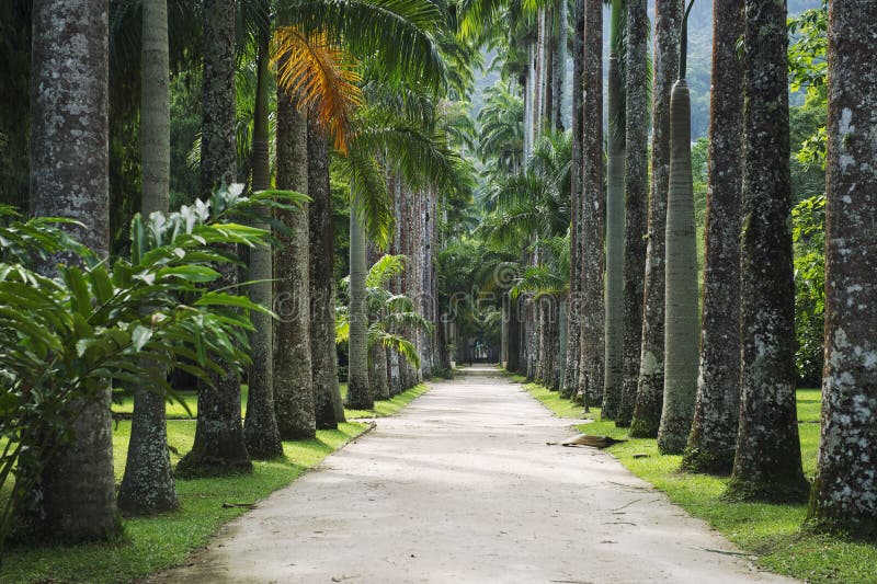 Avenue of Royal Palms Botanic Garden royalty free stock photo Avenue of Royal Palms Botanic Garden royalty free stock photo