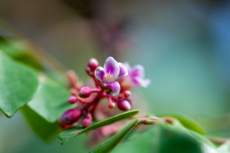 Fiore di un albero di carambola averrhoa carambola