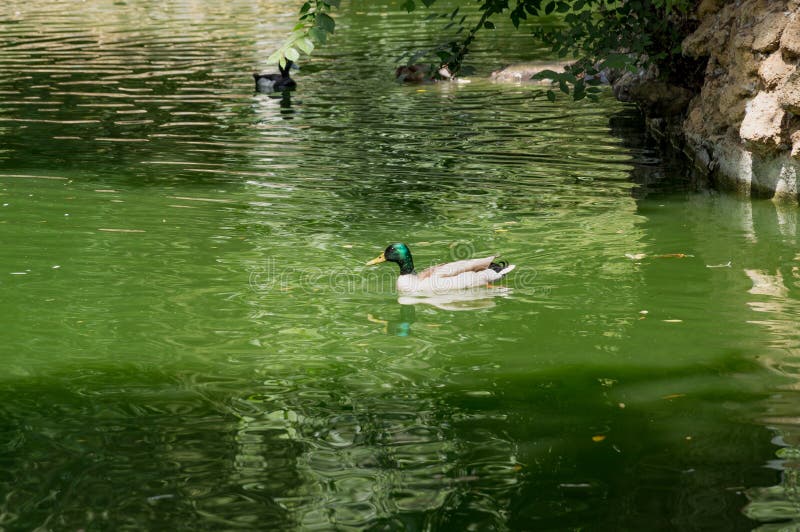 Aves acuáticas en los lagos Maria Luisa Park en la capital andaluz, Sevilla en España imagen de archivo libre de regalías Aves acuáticas en los lagos Maria Luisa Park en la capital andaluz, Sevilla en España imagen de archivo libre de regalías