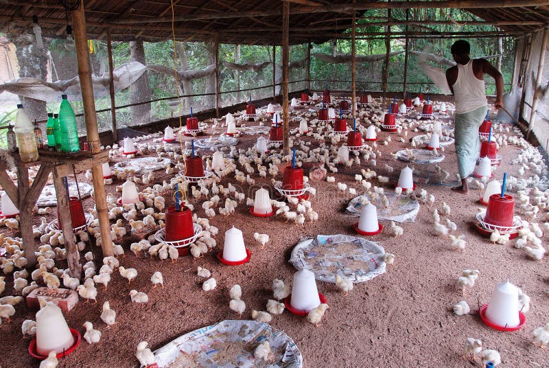 Big poultry rearing farm, nice chicken. Big poultry rearing farm, nice chicken