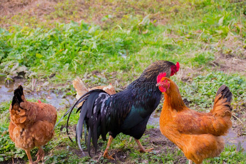 Posição Do Galo Das Aves Domésticas E Gritar Imagem de Stock - Imagem de  colorido, doméstico: 73204213