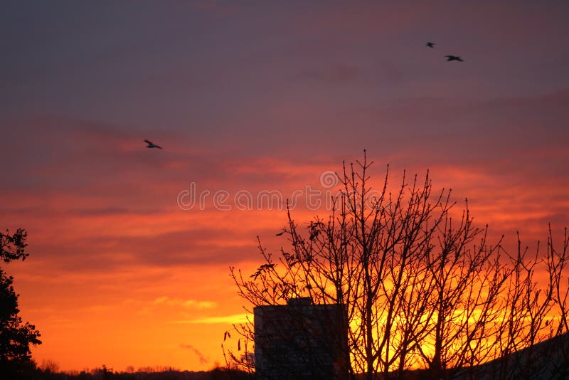 Aves en el horizonte imagen de archivo. Imagen de cuadros - 163491759