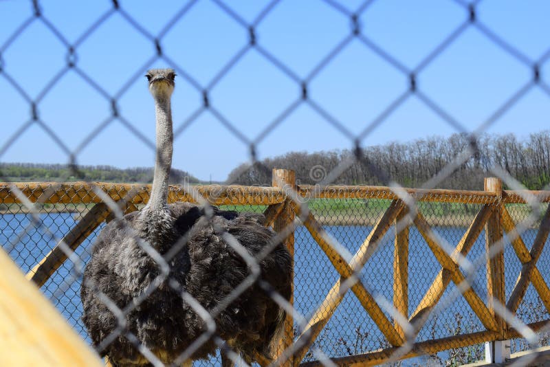 Avestruz grande, focinho com um bico enorme, close-up Animais no captiveiro no cerco Parque exterior com pássaros fotografia de stock Avestruz grande, focinho com um bico enorme, close-up Animais no captiveiro no cerco Parque exterior com pássaros fotografia de stock