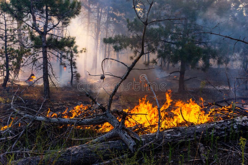 Avfyra, och mycket rök, bränderna i skogen torkar sommar royaltyfri bild Avfyra, och mycket rök, bränderna i skogen torkar sommar royaltyfri bild