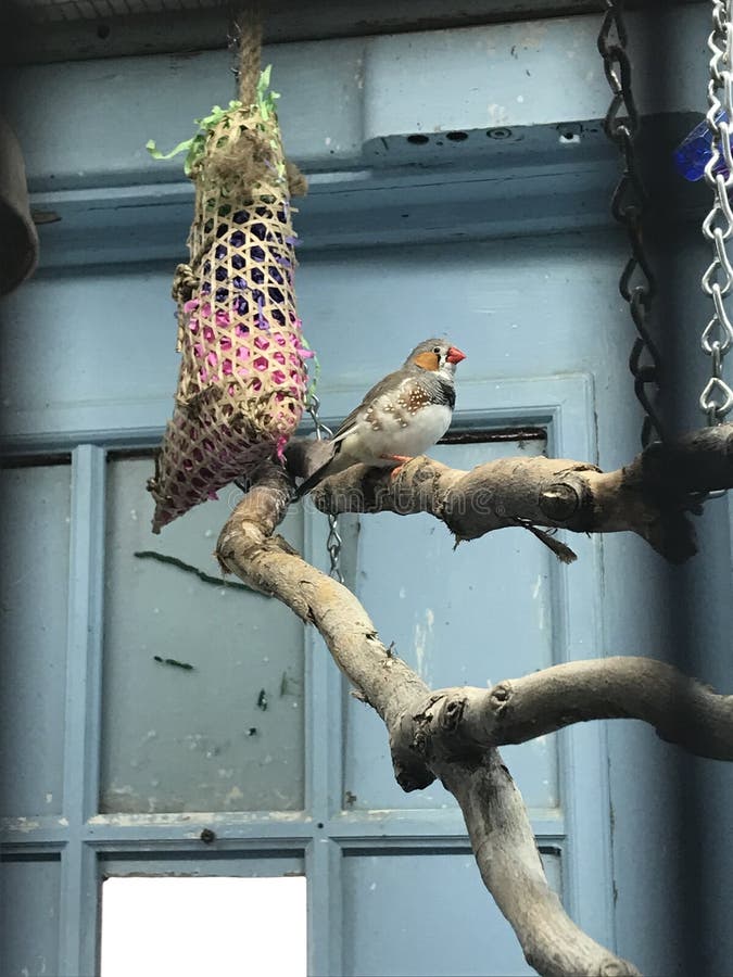 The Aviary stock image. Image of lovely, cute, life 182722217