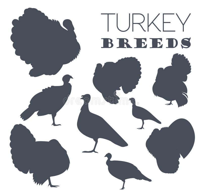 Avicoltura La Turchia cresce insieme dell'icona Progettazione piana royalty illustrazione gratis Avicoltura La Turchia cresce insieme dell'icona Progettazione piana royalty illustrazione gratis