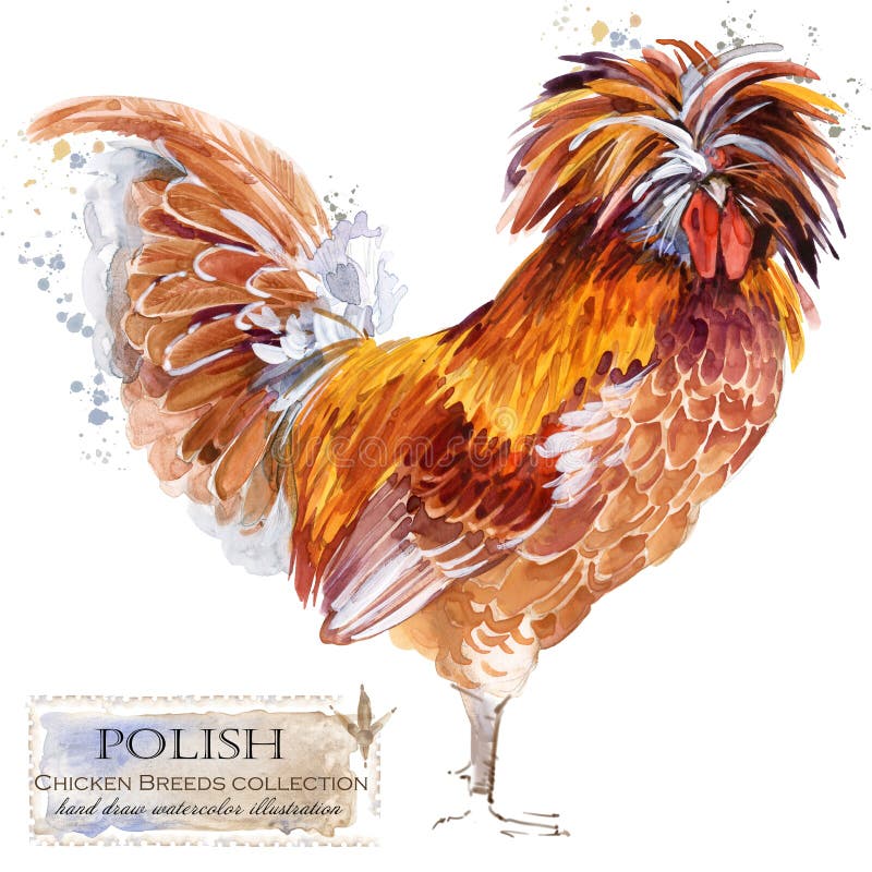 Poultry farming. Chicken breeds series. domestic farm bird watercolor illustration. Poultry farming. Chicken breeds series. domestic farm bird watercolor illustration.